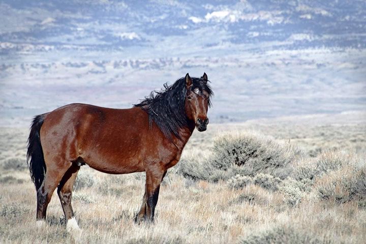 The Wild Horses of Northwest Colorado: Sand Wash Basin